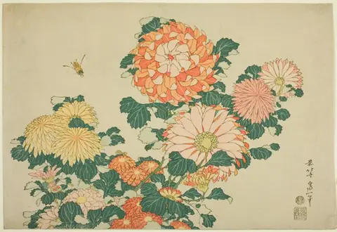 A large pink and yellow chrysanthemum with a horsefly
