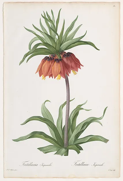 A tall plant with a ring of orange-red bell flowers under a tuft of green leaves