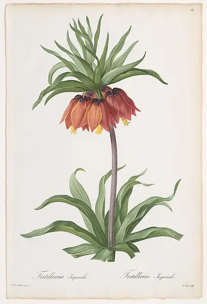 A tall plant with a ring of orange-red bell flowers under a tuft of green leaves