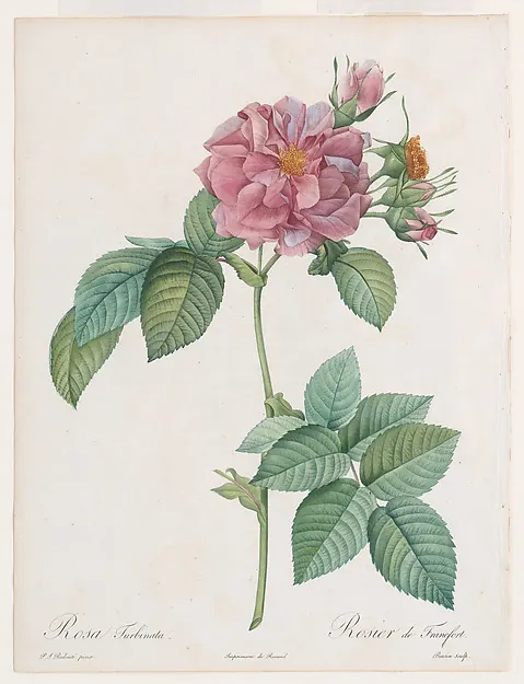 A pink rose with leaves and a bud on a white background