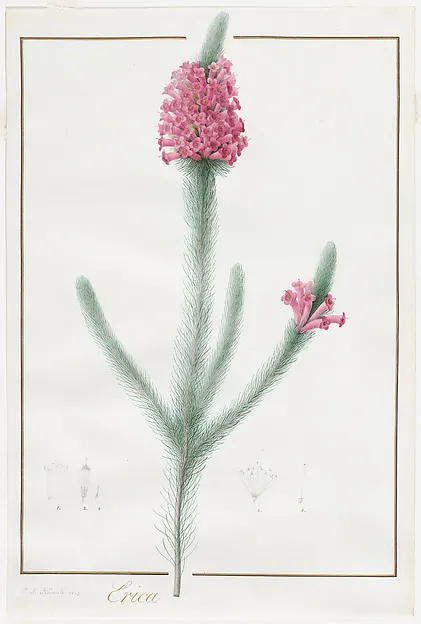 A tall spike of small pink flowers on a green stem within a thin border
