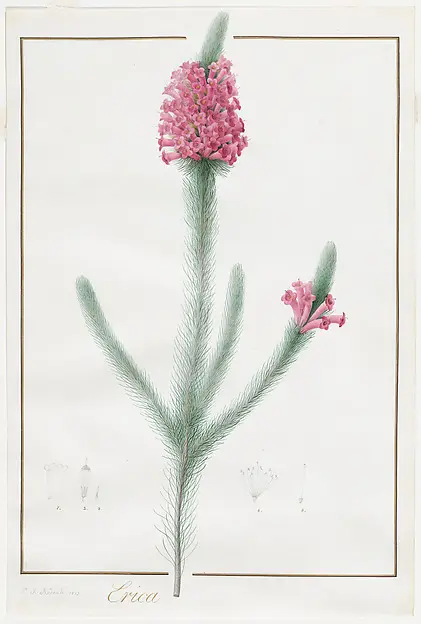 A tall spike of small pink flowers on a green stem within a thin border