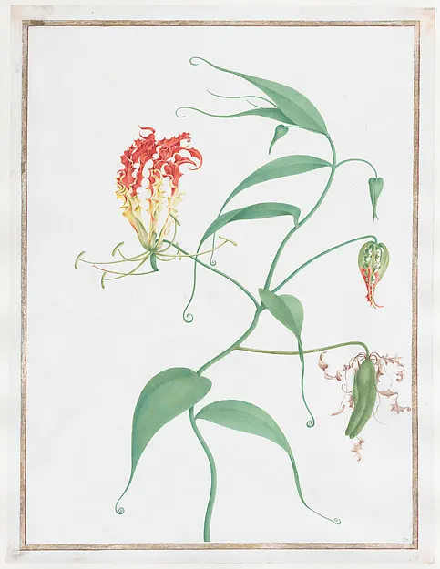 A climbing lily vine with red and yellow curled petals on white paper