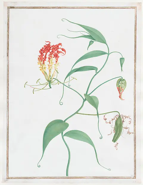 A climbing lily vine with red and yellow curled petals on white paper