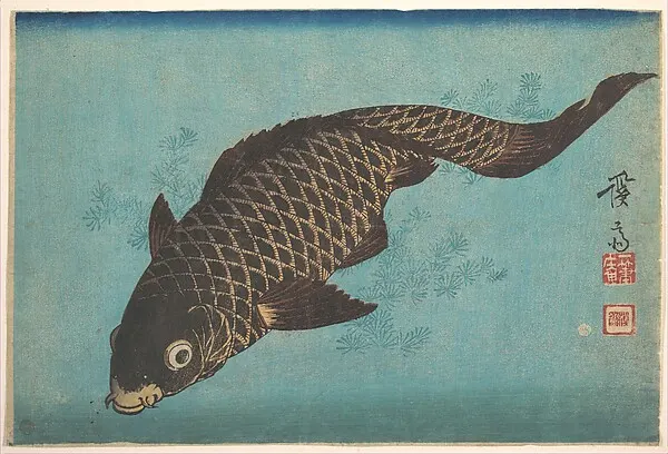 A dark scaled carp swimming across a flat teal background